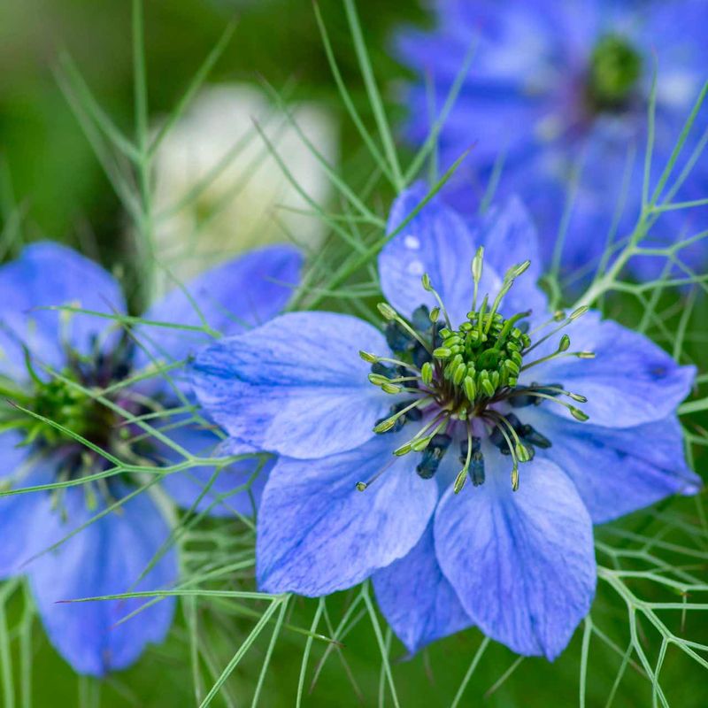 Nigella