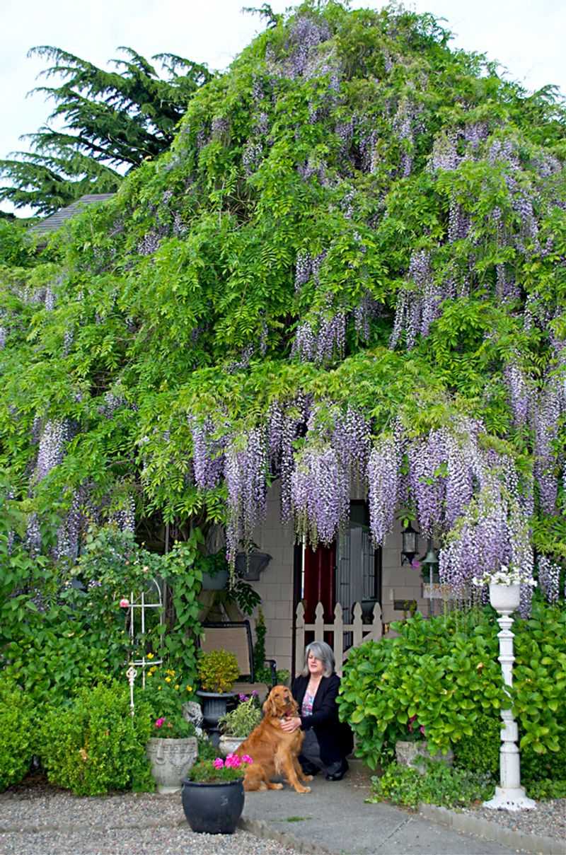 Wisteria