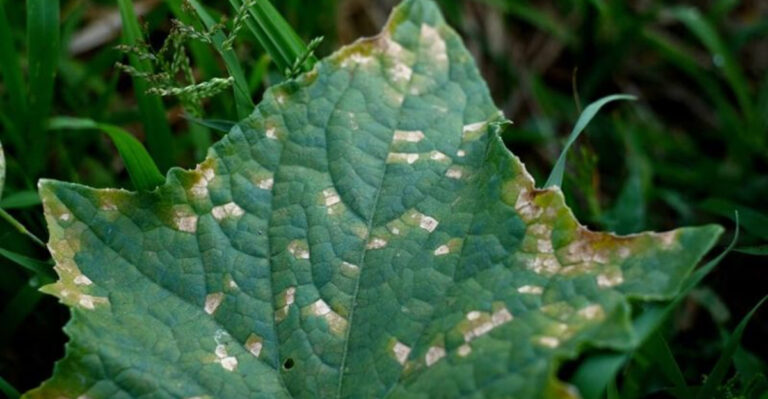 Mosaic Virus Is SILENTLY Killing Your Plants—Here’s How to STOP It Before It’s Too Late!