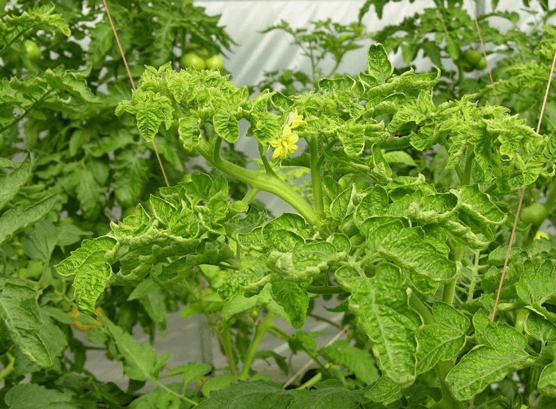 Tomato Yellow Leaf Curl Virus