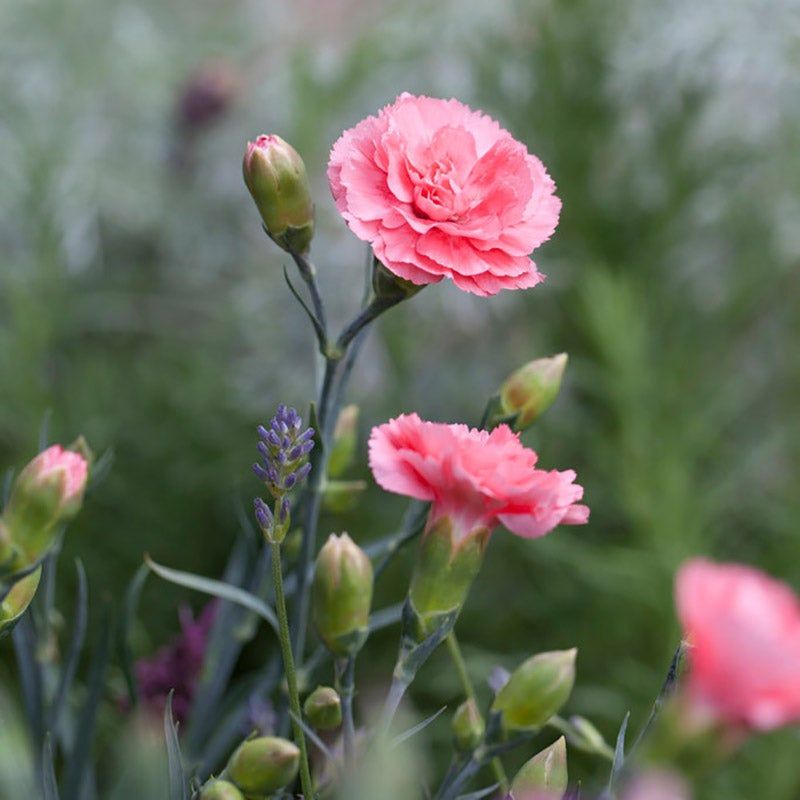 Pinks (Dianthus spp.)