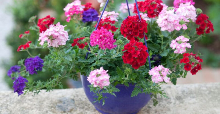 Move Over, Geraniums—This Bloom Lasts Longer and Smells Better