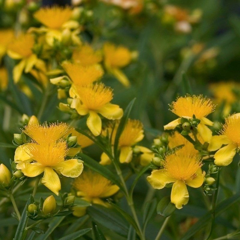St. John's Wort