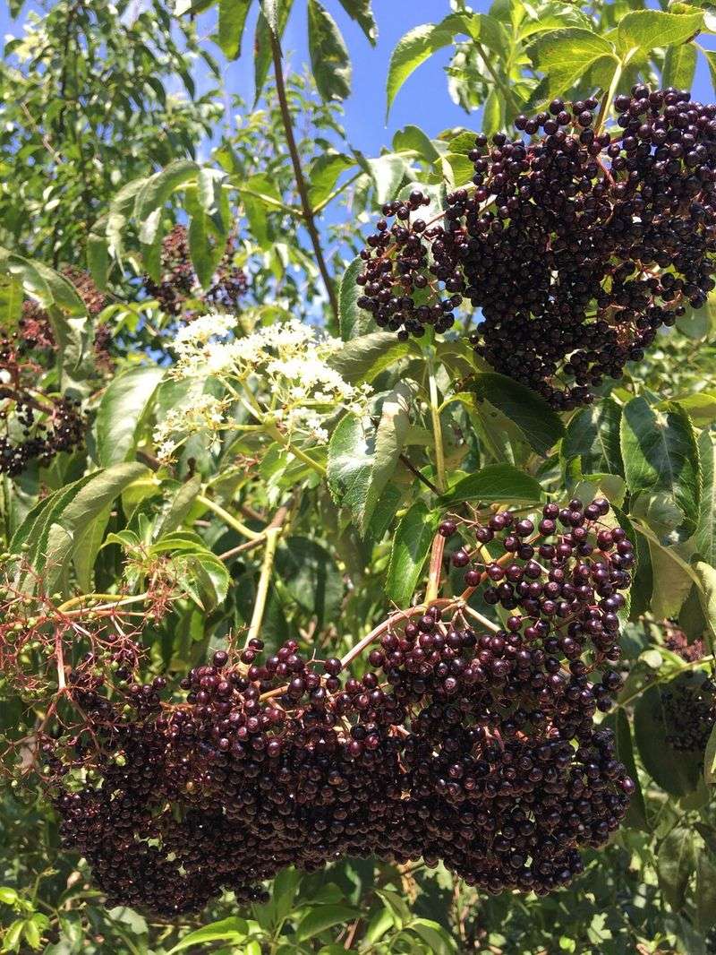 Elderberries