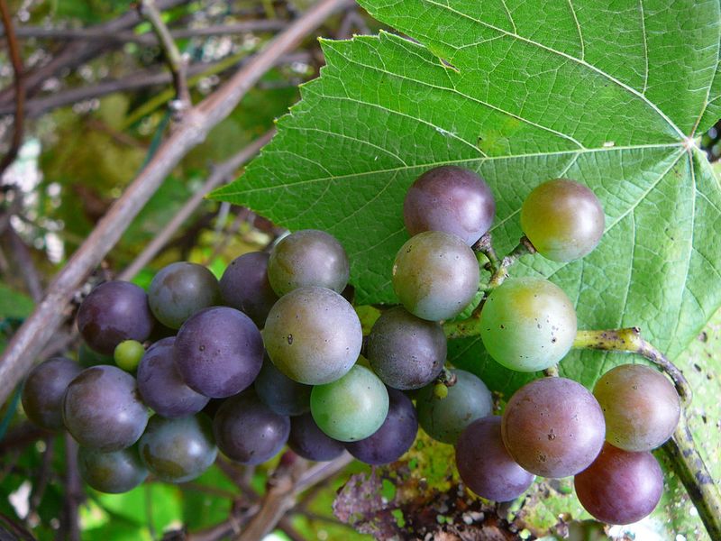 Fox Grape