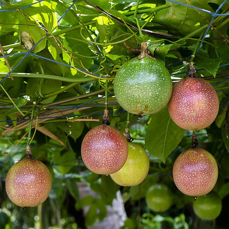 Passion Fruit