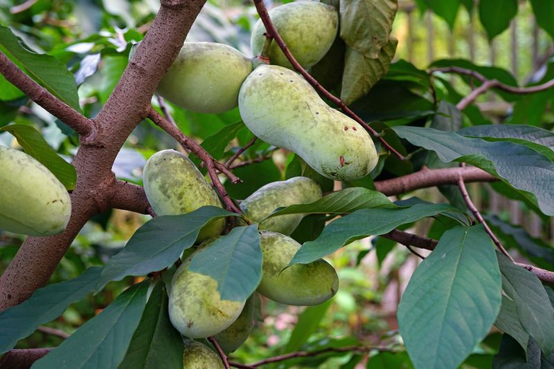 Pawpaw (Asimina triloba)