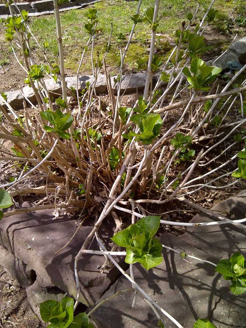 Pinch Off Old Blooms (If You Didn’t in Fall)