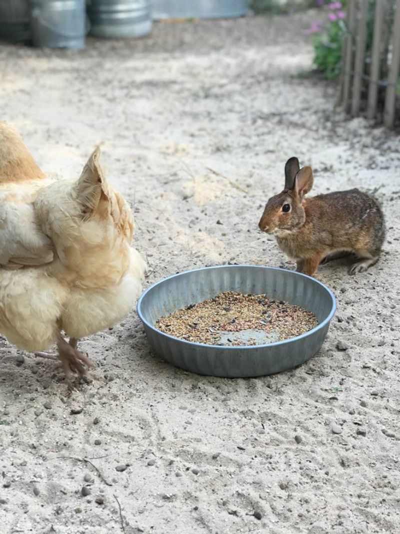 Companion Animal Gardening