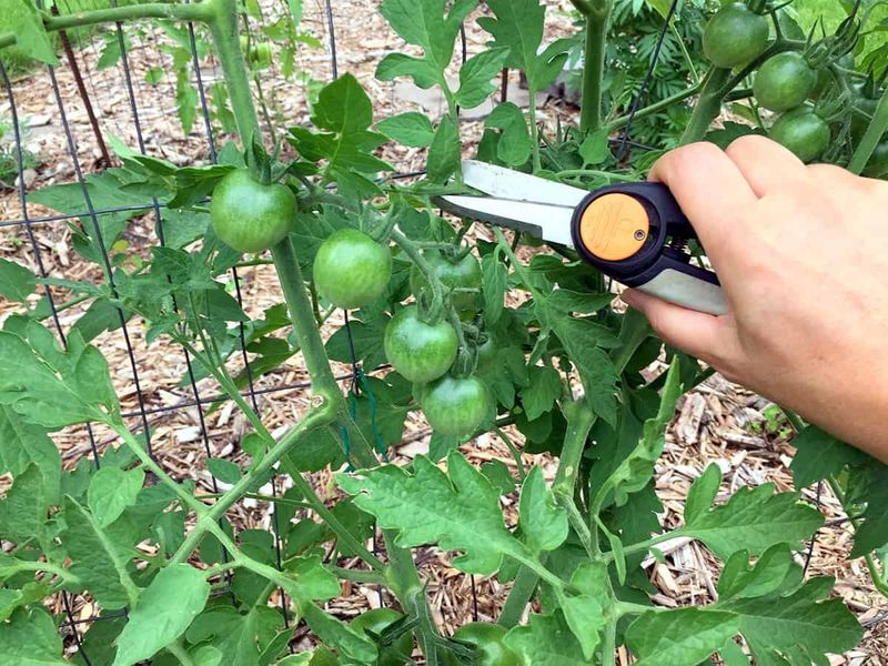 Pruning for Productivity