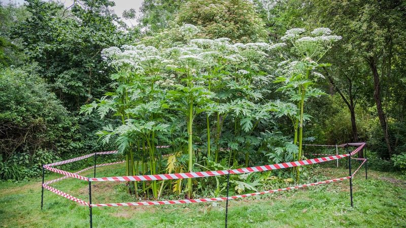 Giant Hogweed (Heracleum mantegazzianum)