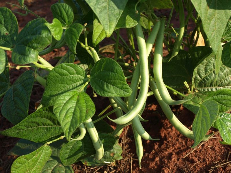 Bush Beans – 9 per square (spaced 4″ apart)