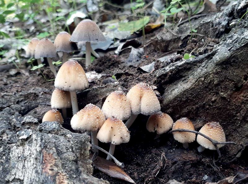 Decomposers at Work