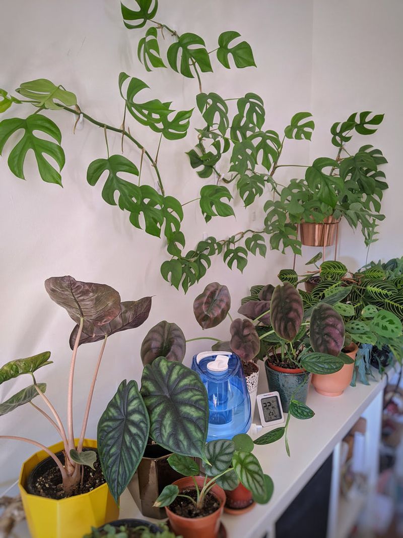 Myth 11: All Plants Love Humidity