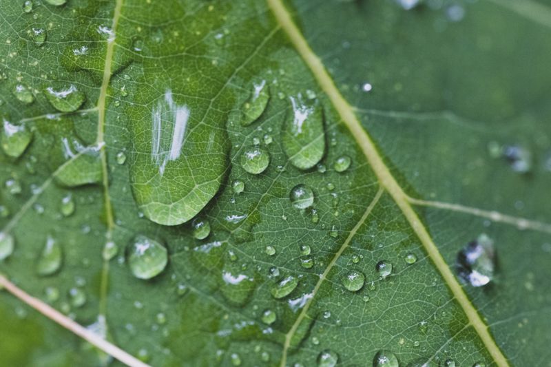 Myth 15: Droplets on Leaves Cause Sunburn