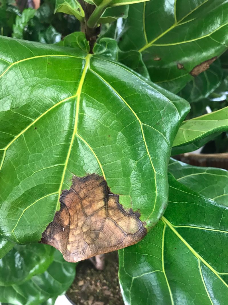 Myth 16: Underwatering is Less Harmful Than Overwatering