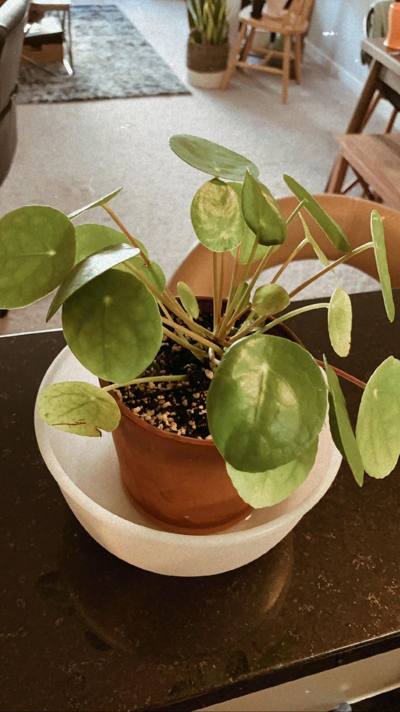 Myth 9: Water from the Top Only