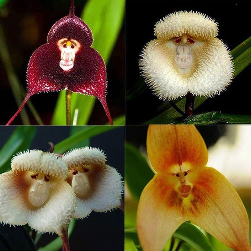 Monkey Face Orchid