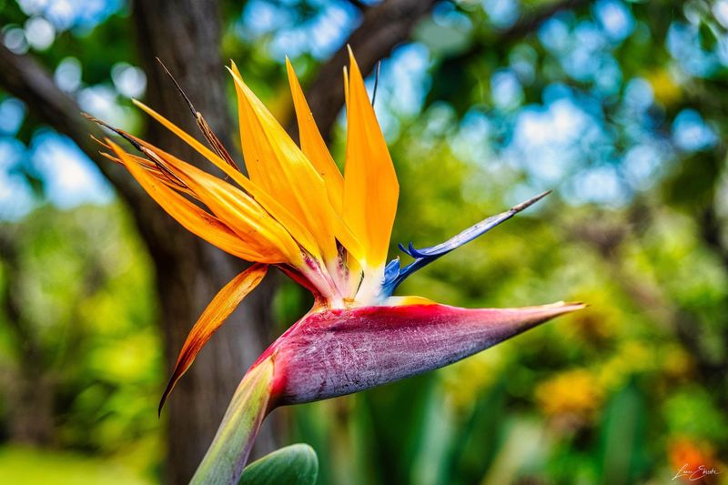 Bird of Paradise
