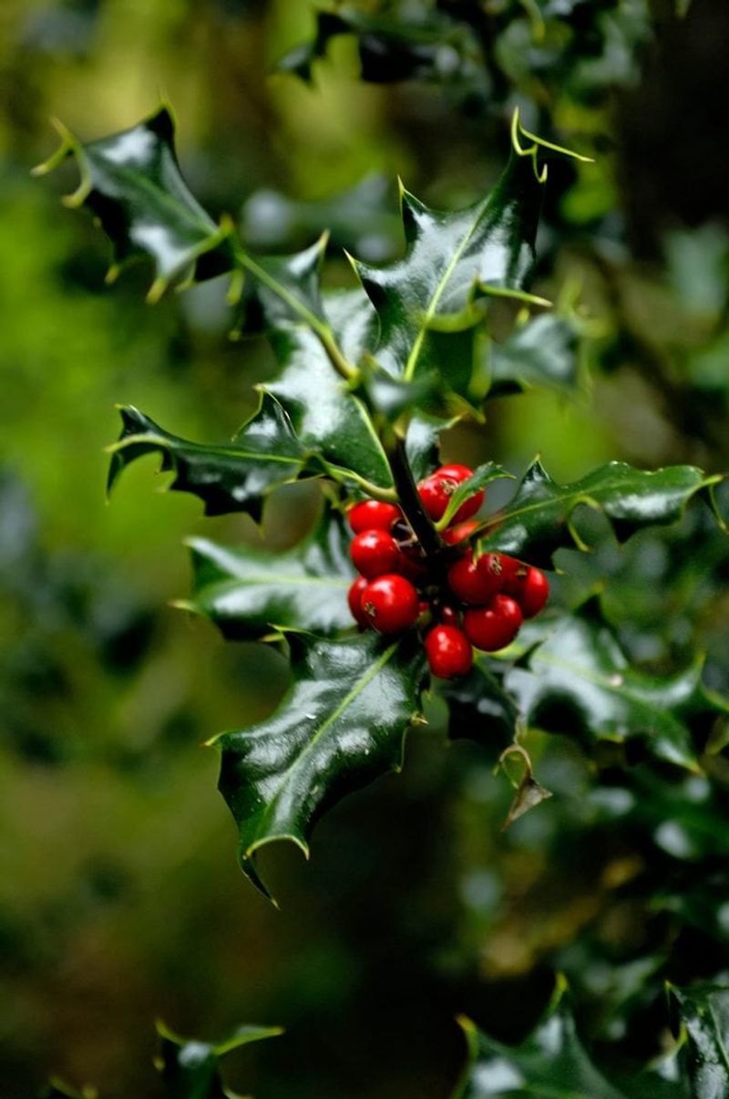 Holly (Ilex aquifolium)