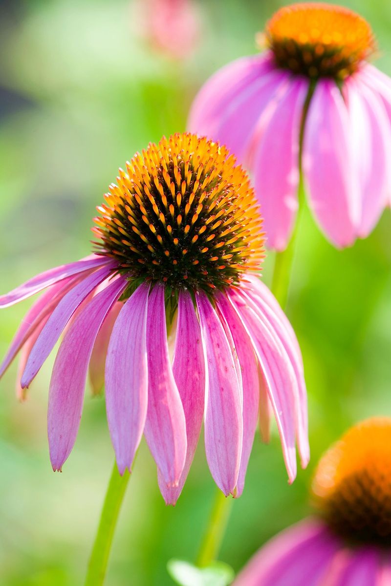 Coneflower