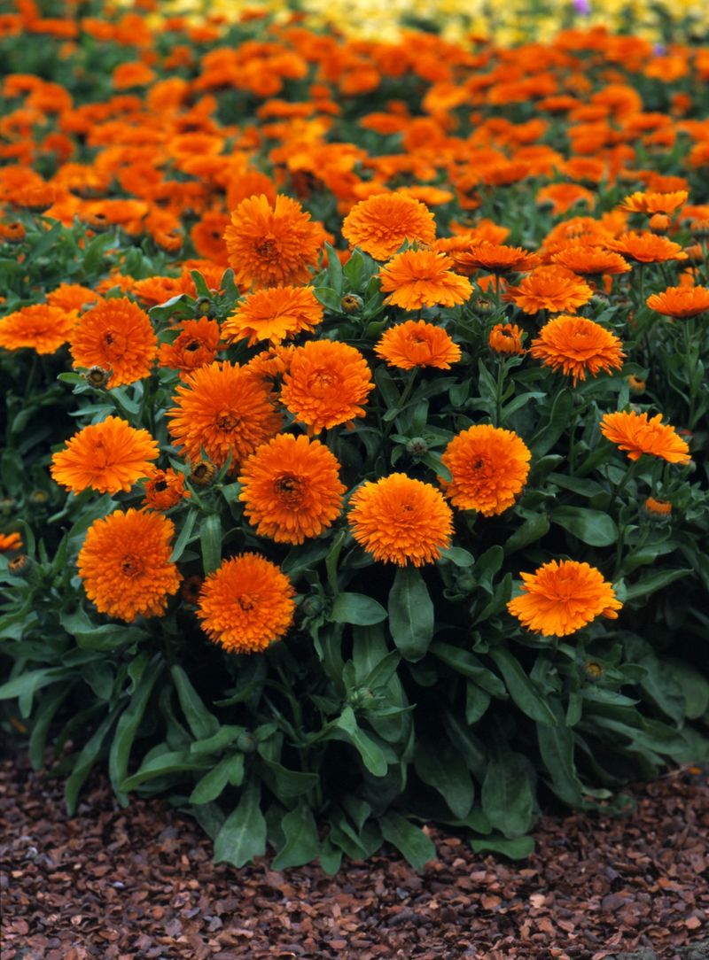 Calendula