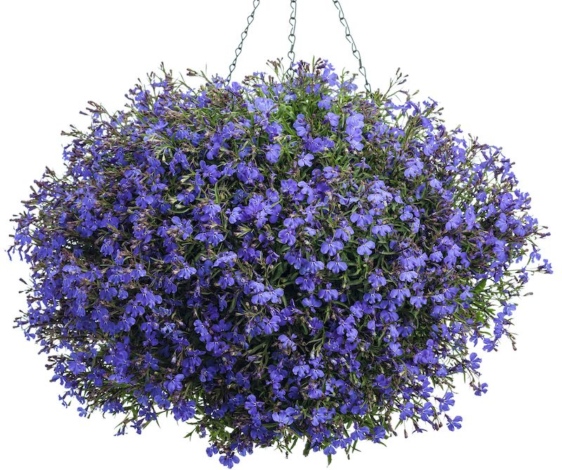 Trailing Lobelia