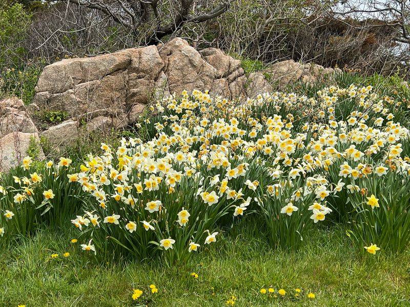 Daffodils (Narcissus spp.)