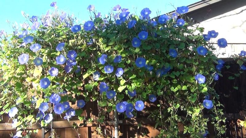 Morning Glories – Quick-growing vines for trellises.
