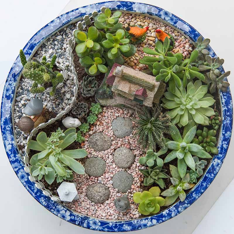 Succulent Arrangements