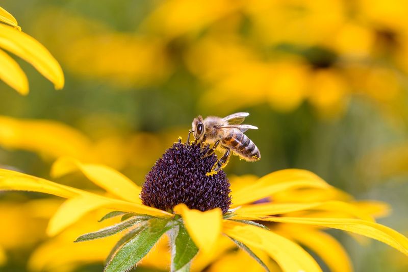 Bees Are in Trouble—But Gardeners Can Help