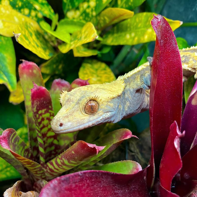 Shelter for Lizards and Small Creatures