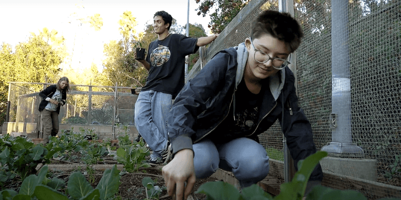 Heritage Seed Saving