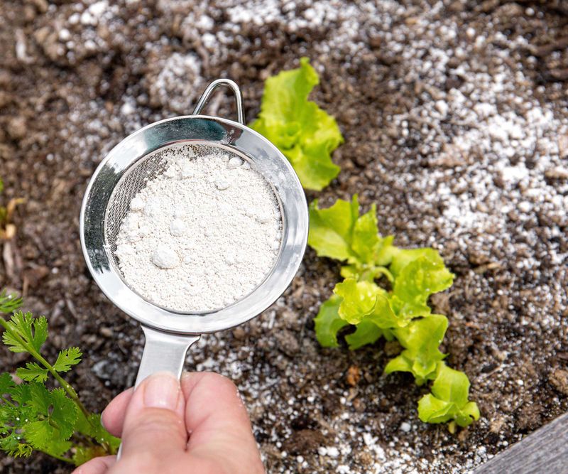 Diatomaceous Earth