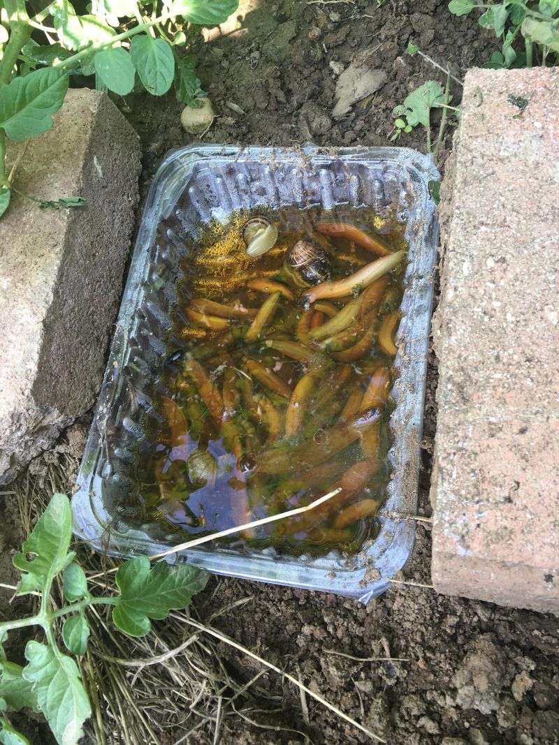 Beer Traps for Slugs – Bury a cup of beer overnight—they’ll drown happily.