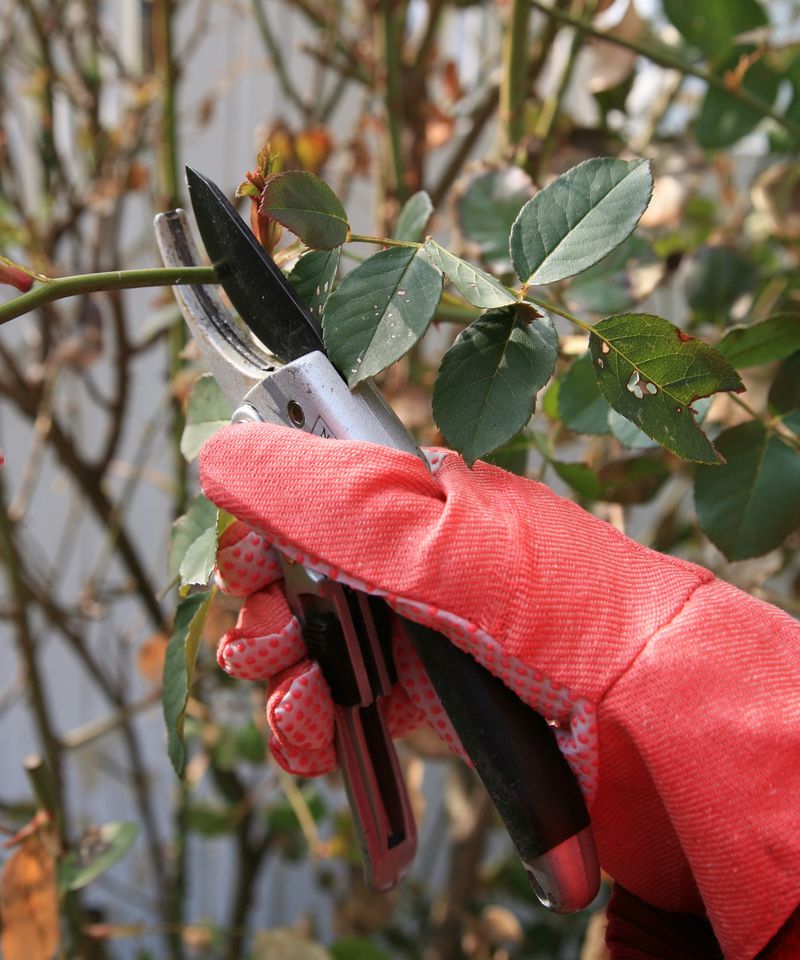 Improper Pruning Techniques