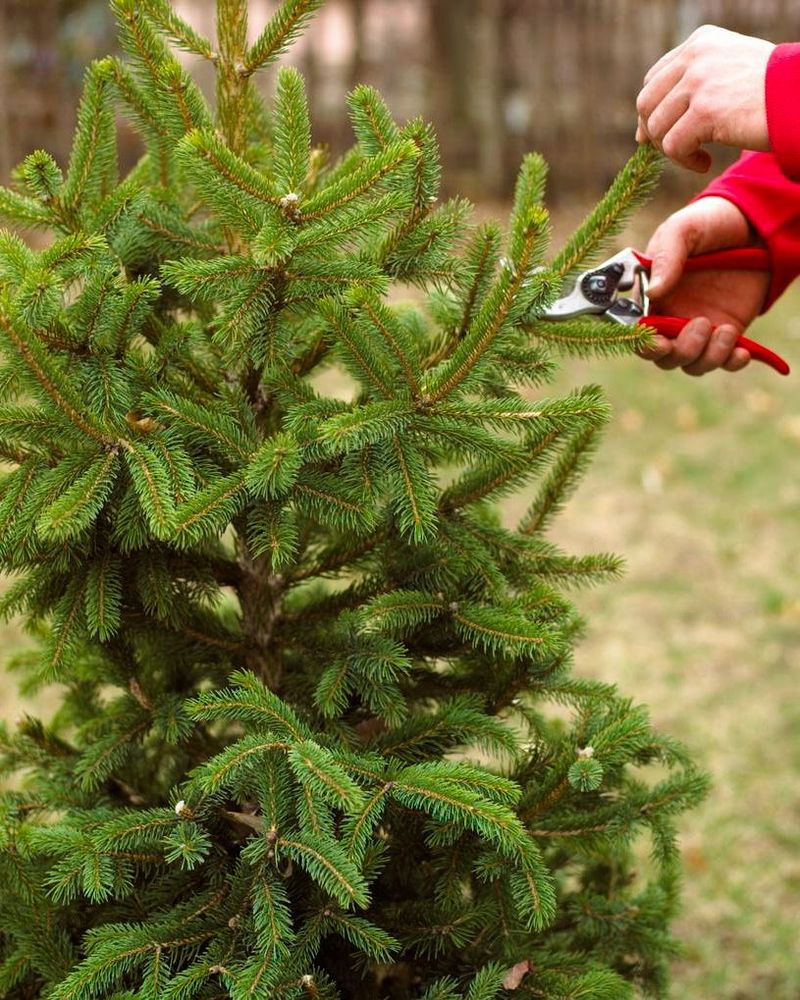 Pruning Evergreens Incorrectly