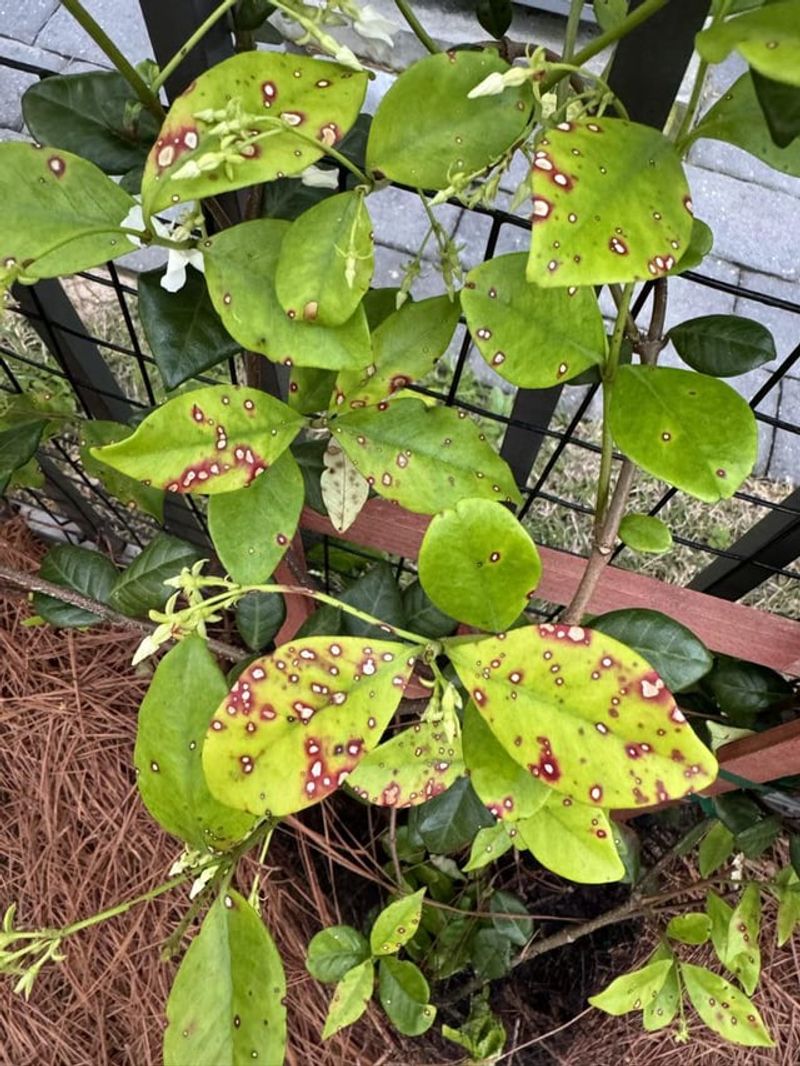 Ignoring Plant Diseases