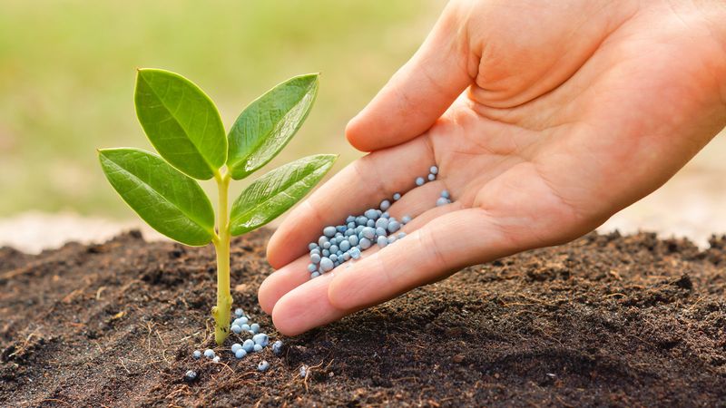 Forgetting To Fertilize