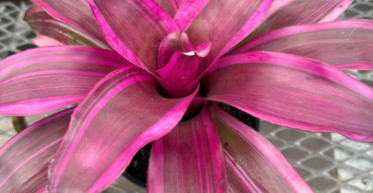 Neoregelia Bromeliad: The Stunning Plant That Doubles as a Wildlife Hotel!
