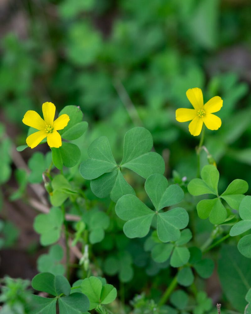 Wood Sorrel