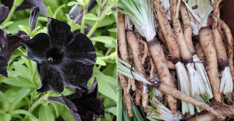 Never Buy These 5 Overhyped Seeds—Try These 5 Underrated Stars Instead