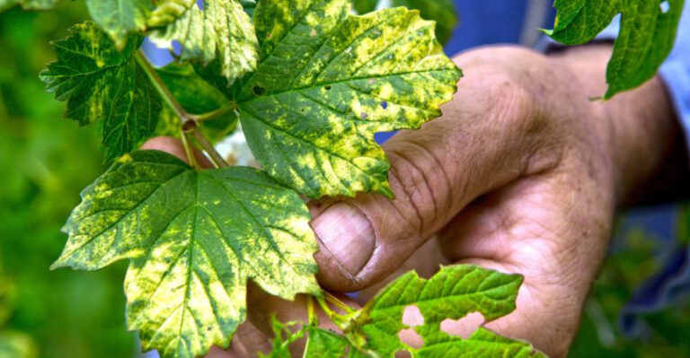 Never Plant Seedlings Until They Pass These 5 Simple Tests—#3 Could Save Your Whole Garden!