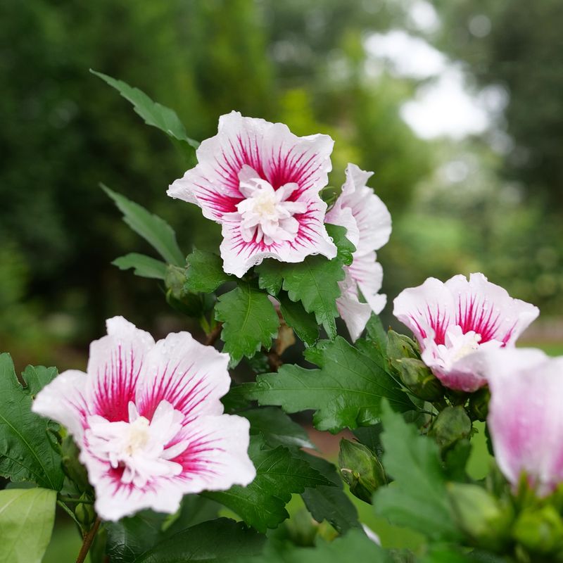 Rose of Sharon (Hibiscus syriacus)