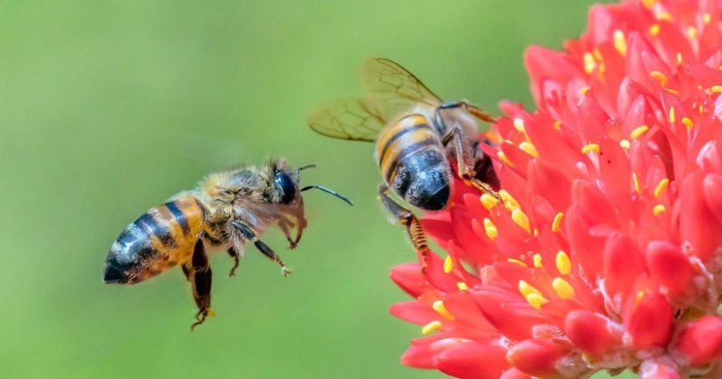Bees Are Responsible for 1 in Every 3 Bites of Food