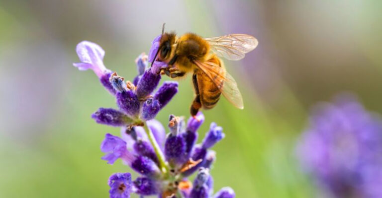 No Bees, No Blooms: The Truth Every Gardener Needs to Hear