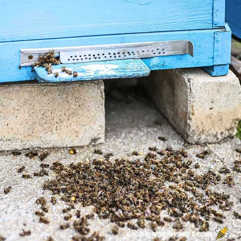 Pesticides Are Killing Your Garden’s Best Friends