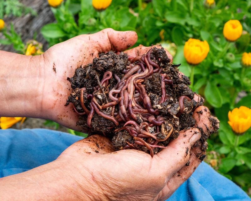 Vermicomposting Magic