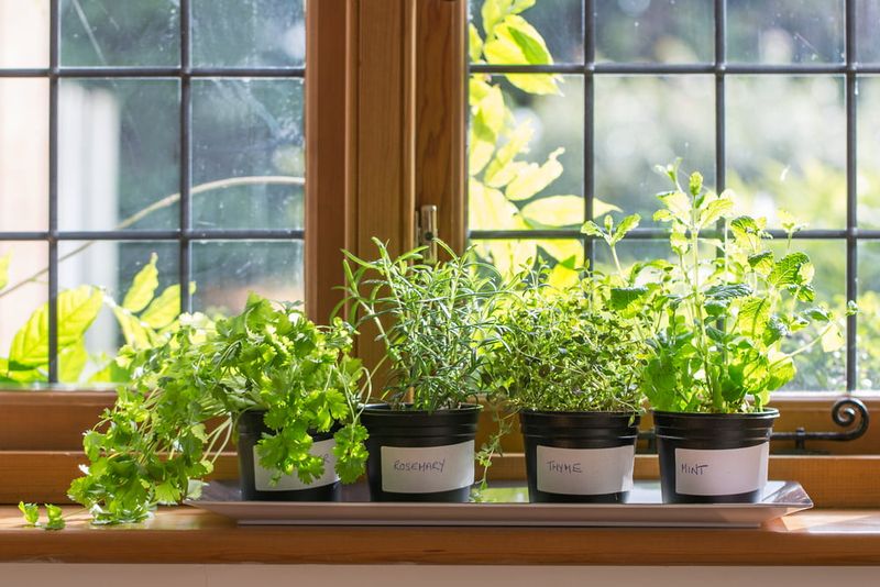 Windowsill Herb Garden