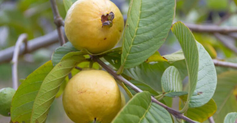 No Yard? No Problem! Here’s How to Grow Juicy Guava in Containers